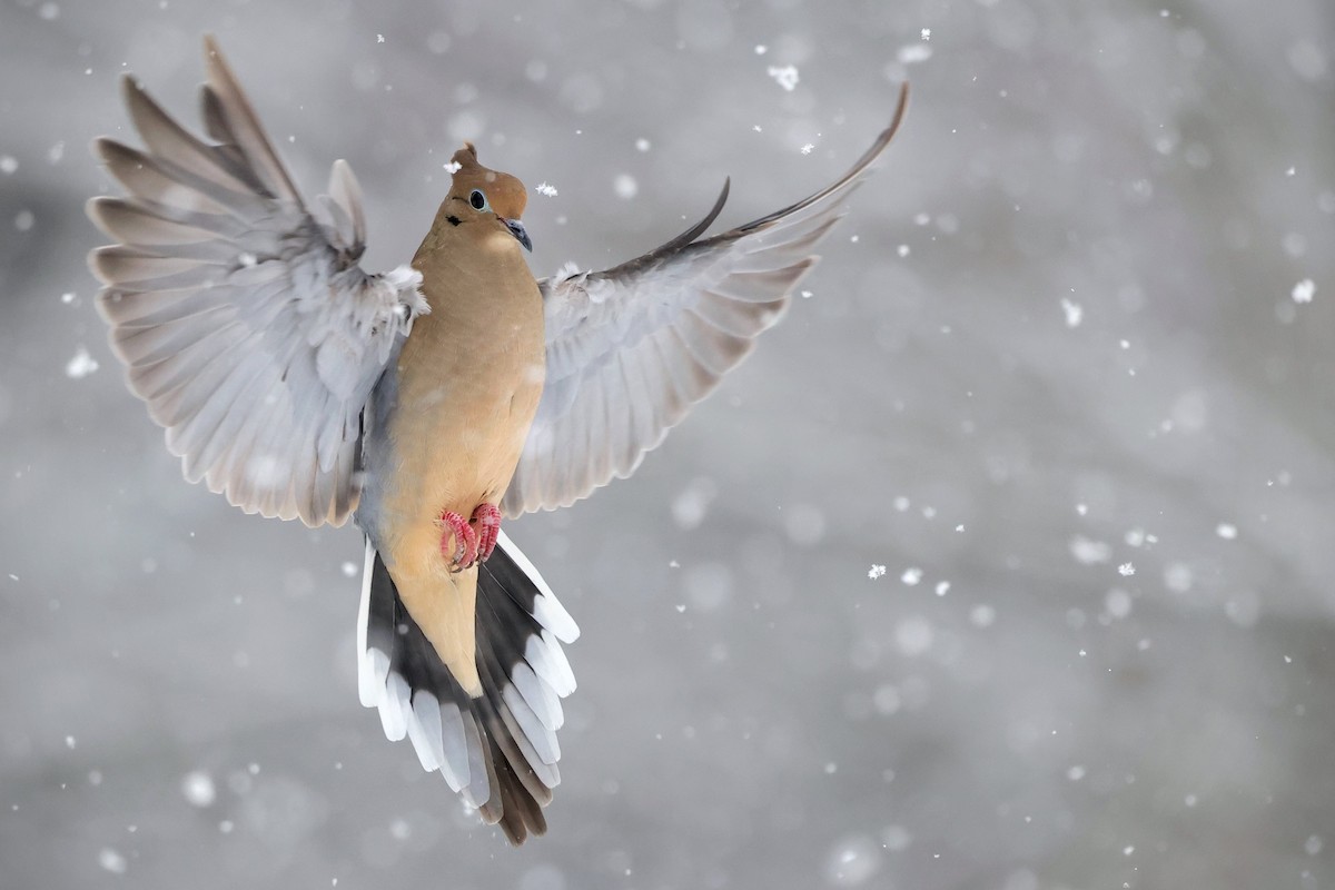 Mourning Dove - ML613742716
