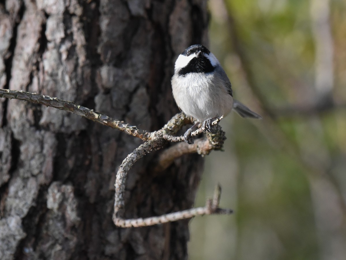 Carolina Chickadee - ML613742721