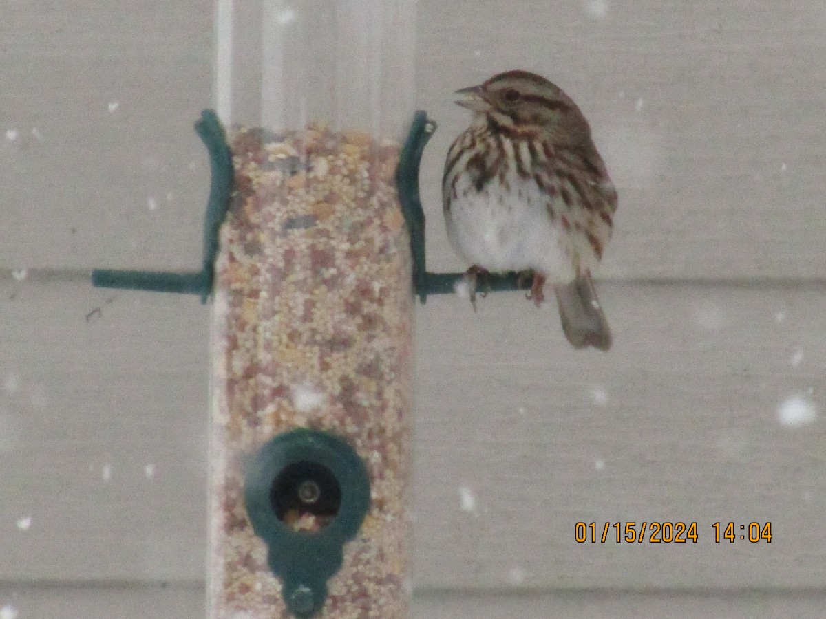 Song Sparrow - ML613742728