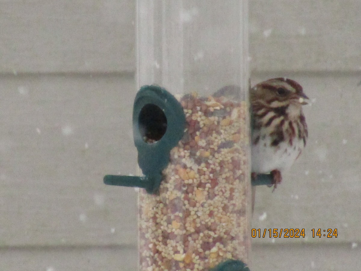 Song Sparrow - ML613742729