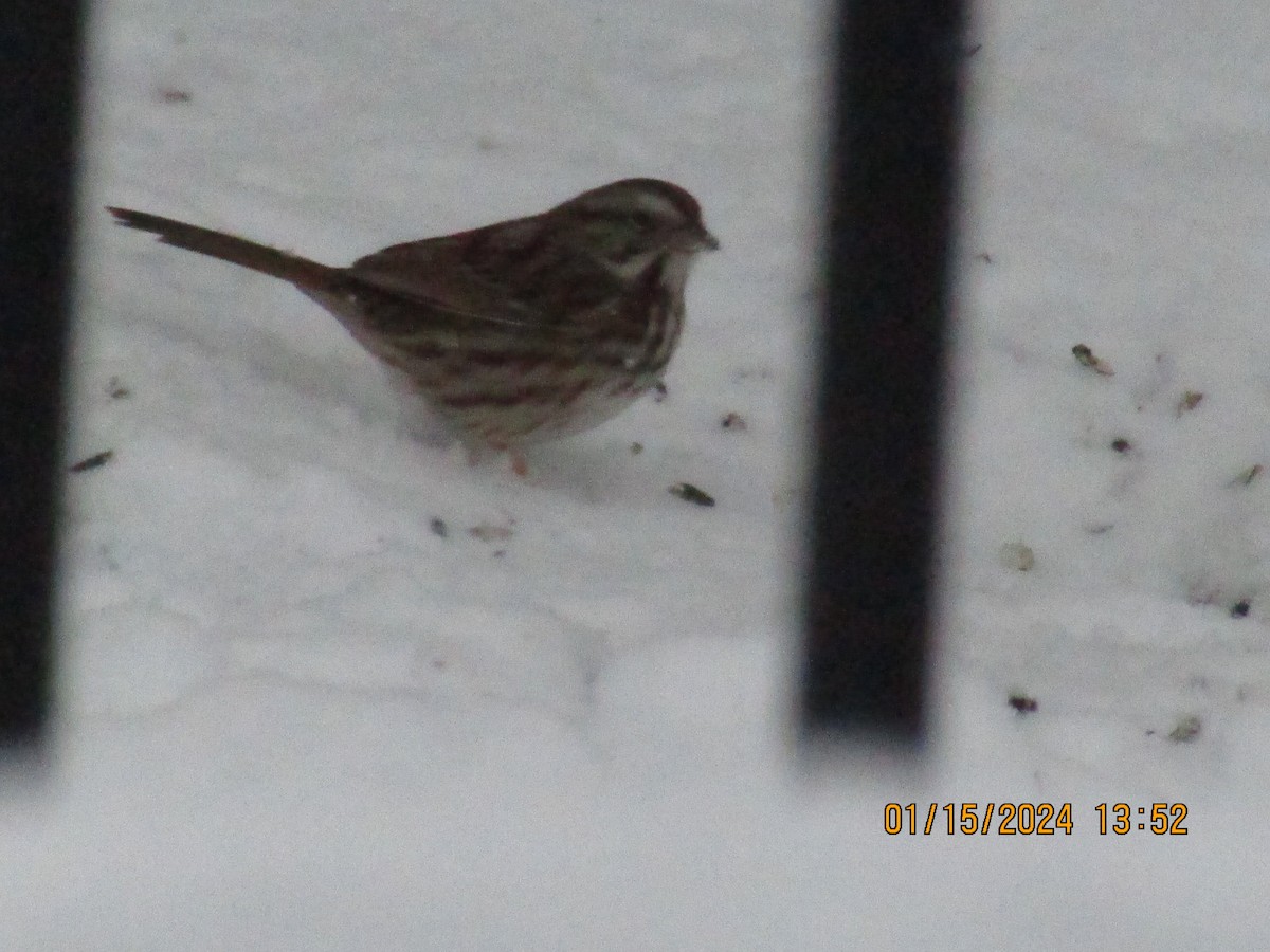 Song Sparrow - ML613742730