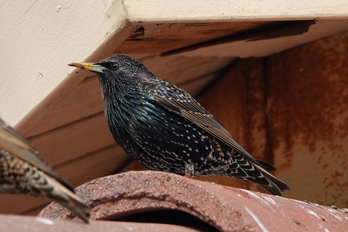 European Starling - ML613742736