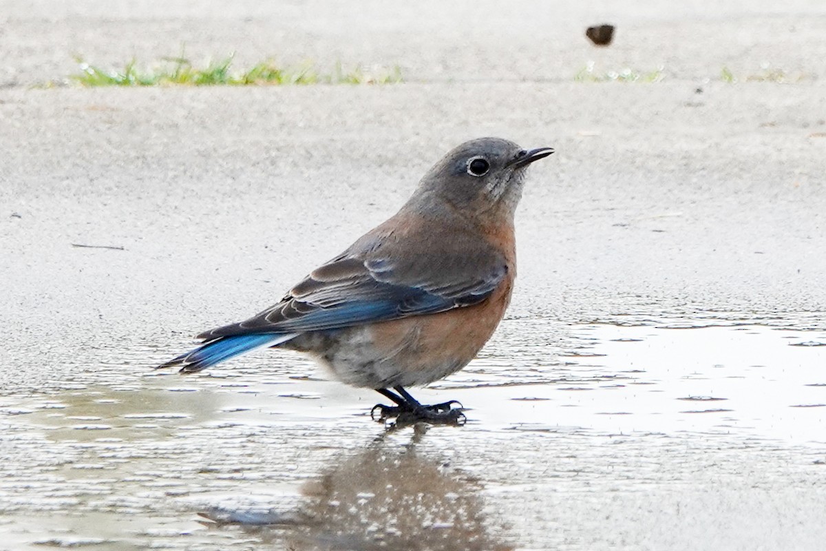 Western Bluebird - Steve Neely