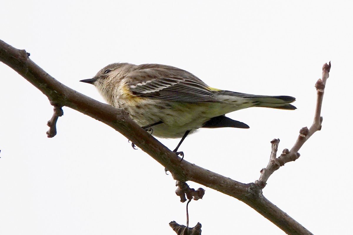 Yellow-rumped Warbler - ML613742785