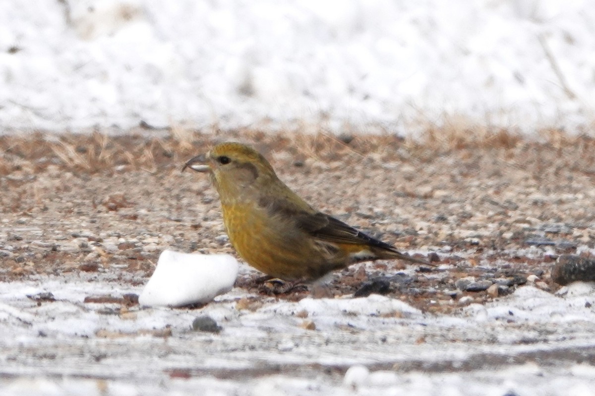 Red Crossbill - Dave Cieslak