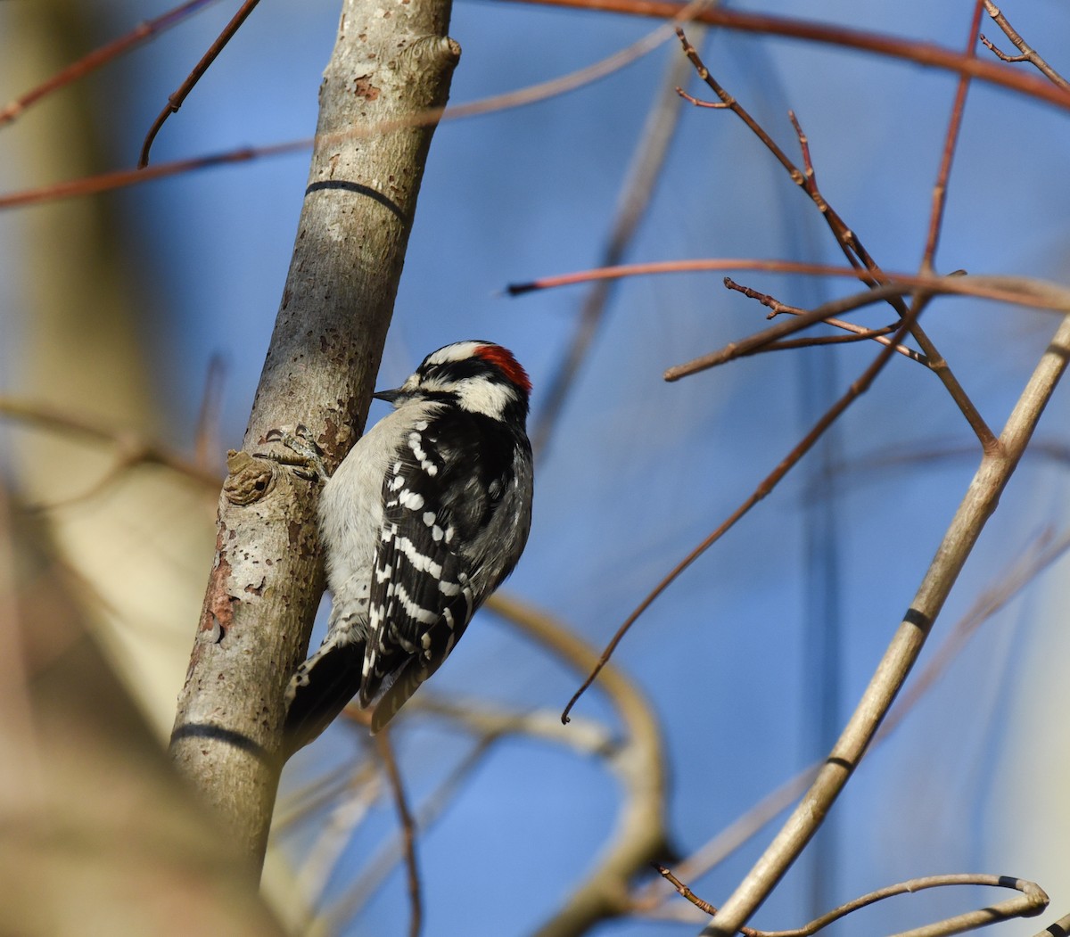Downy Woodpecker - ML613742903