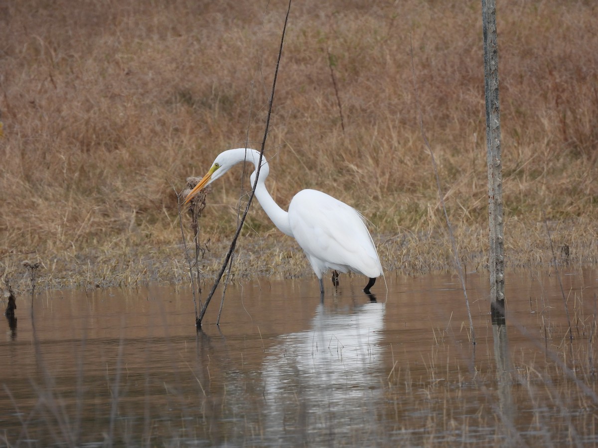 Great Egret - Rhonda Langelaan