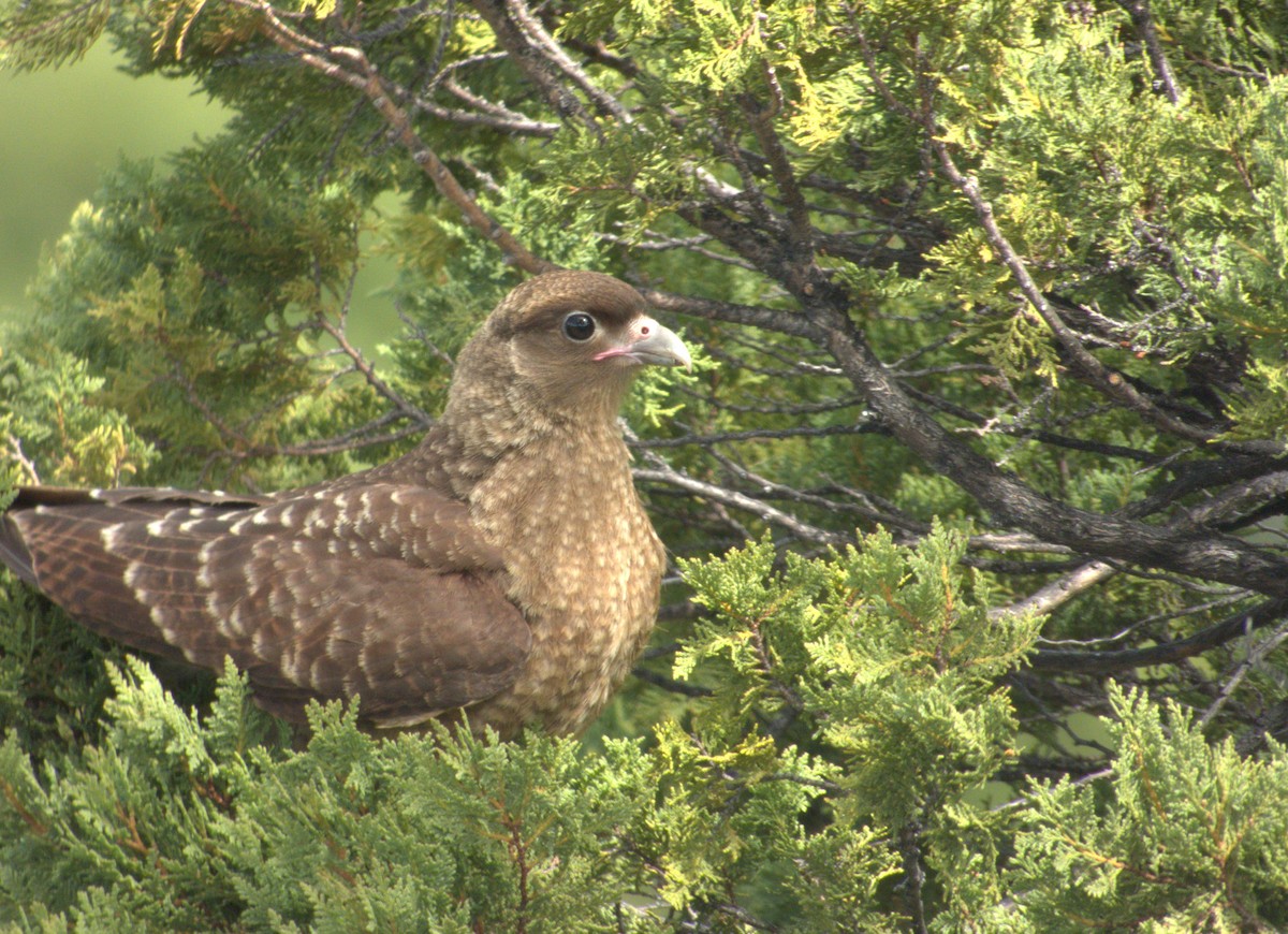 Caracara chimango - ML613743035