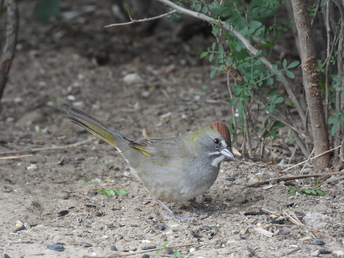 Green-tailed Towhee - ML613743036