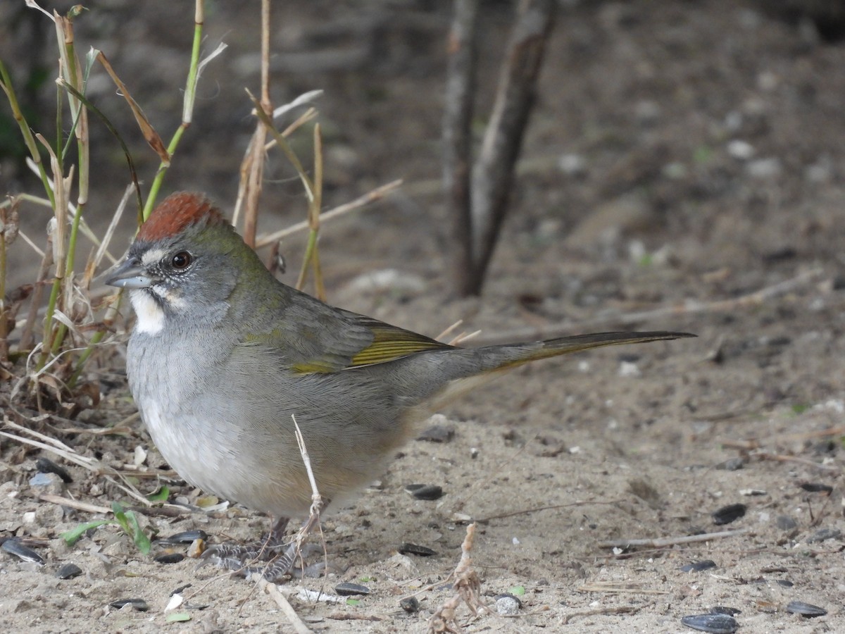 Green-tailed Towhee - ML613743037