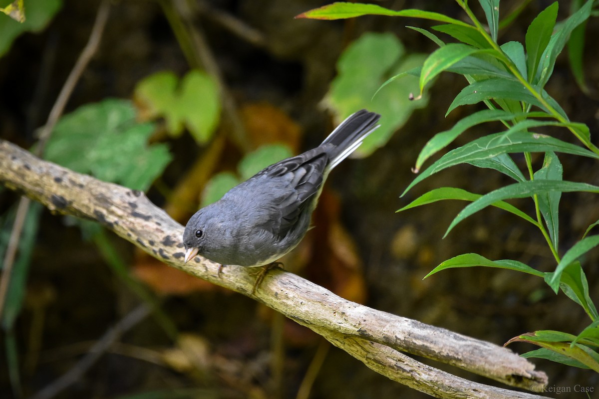 Dark-eyed Junco (Slate-colored) - ML613743056