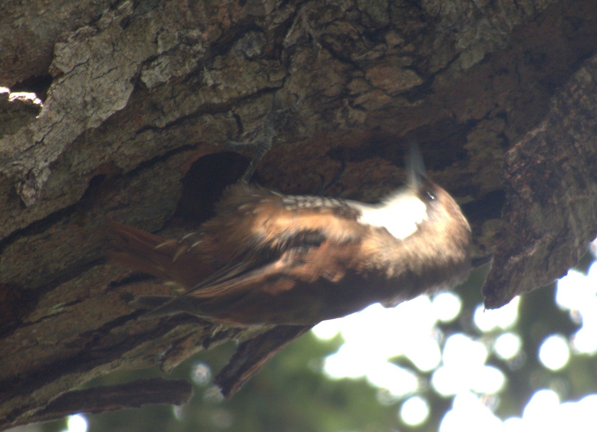 White-throated Treerunner - ML613743068