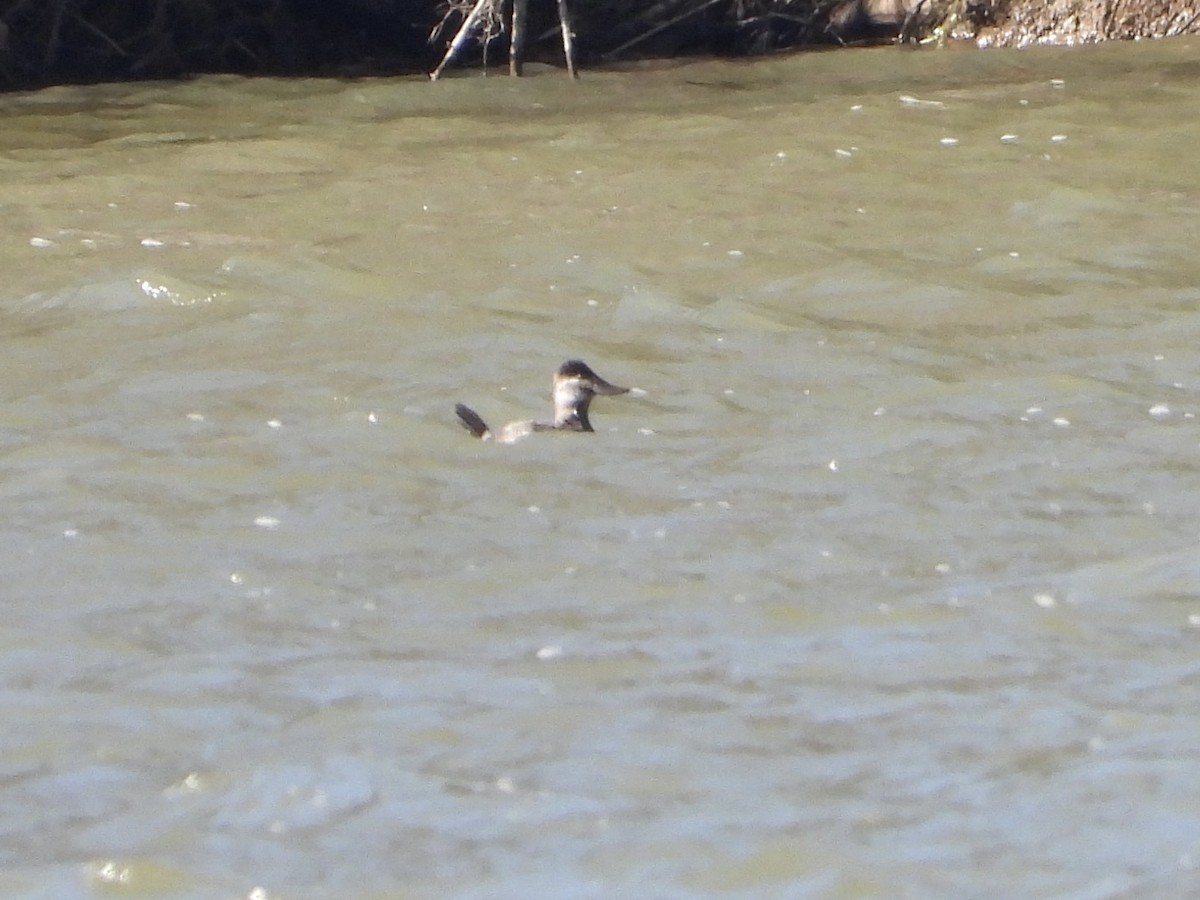 Ruddy Duck - ML613743160