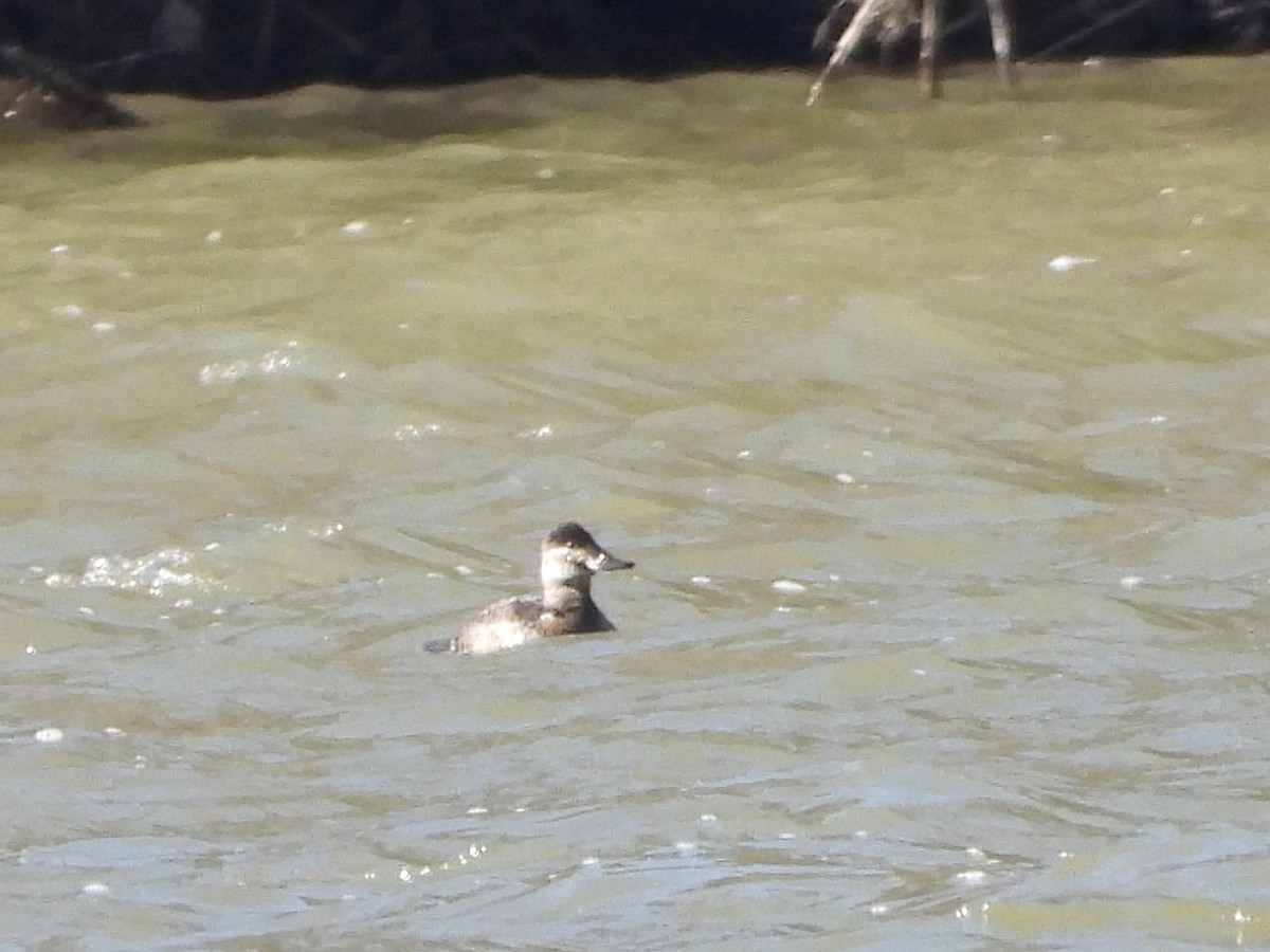 Ruddy Duck - ML613743161