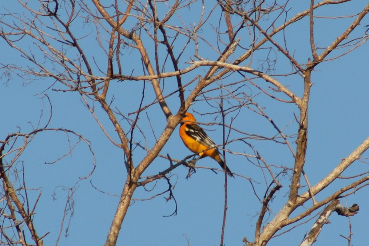 Streak-backed Oriole - Greg Laverty