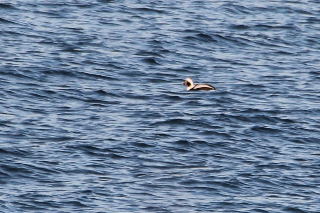 Long-tailed Duck - Martha Huestis