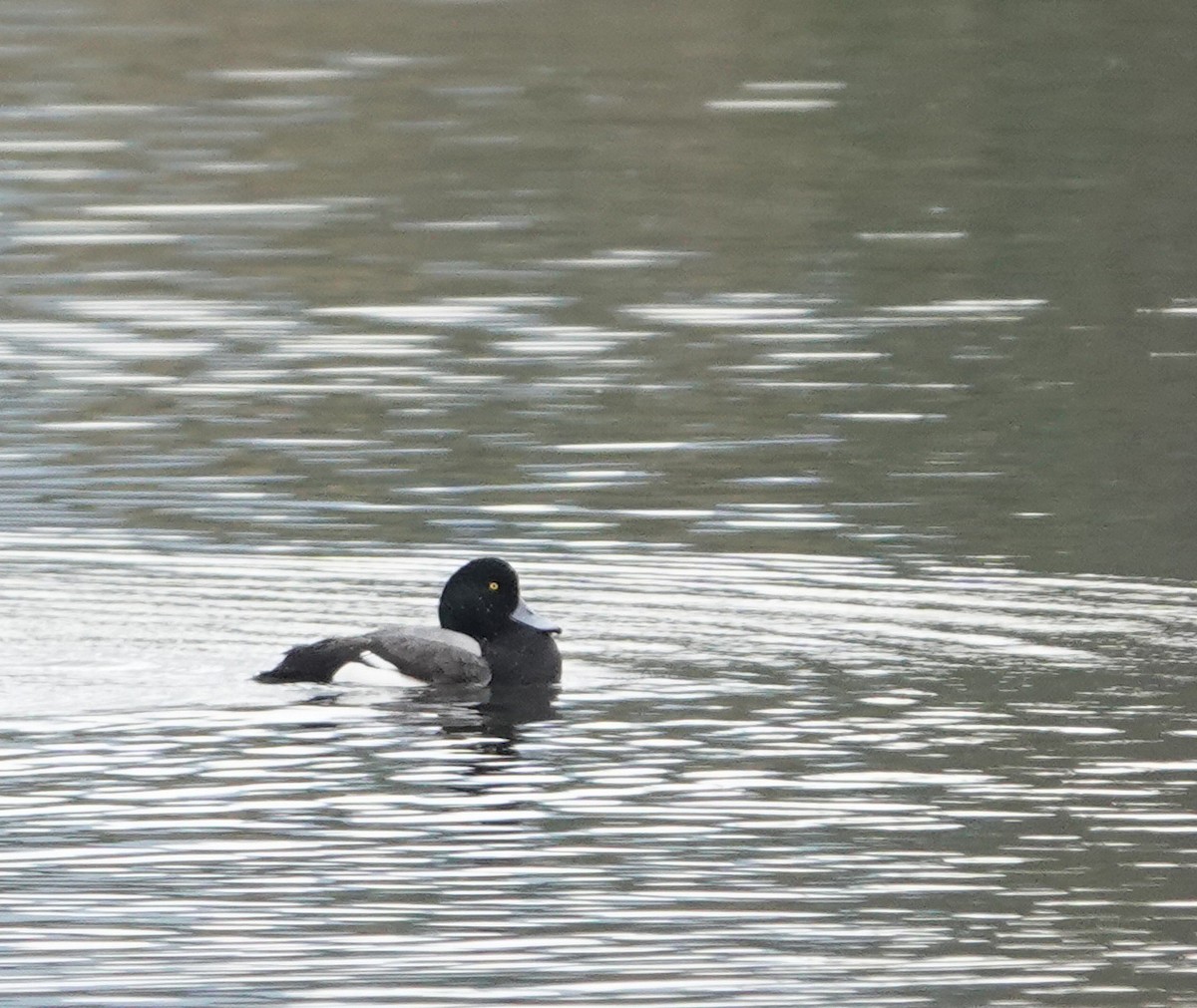Greater Scaup - ML613743401
