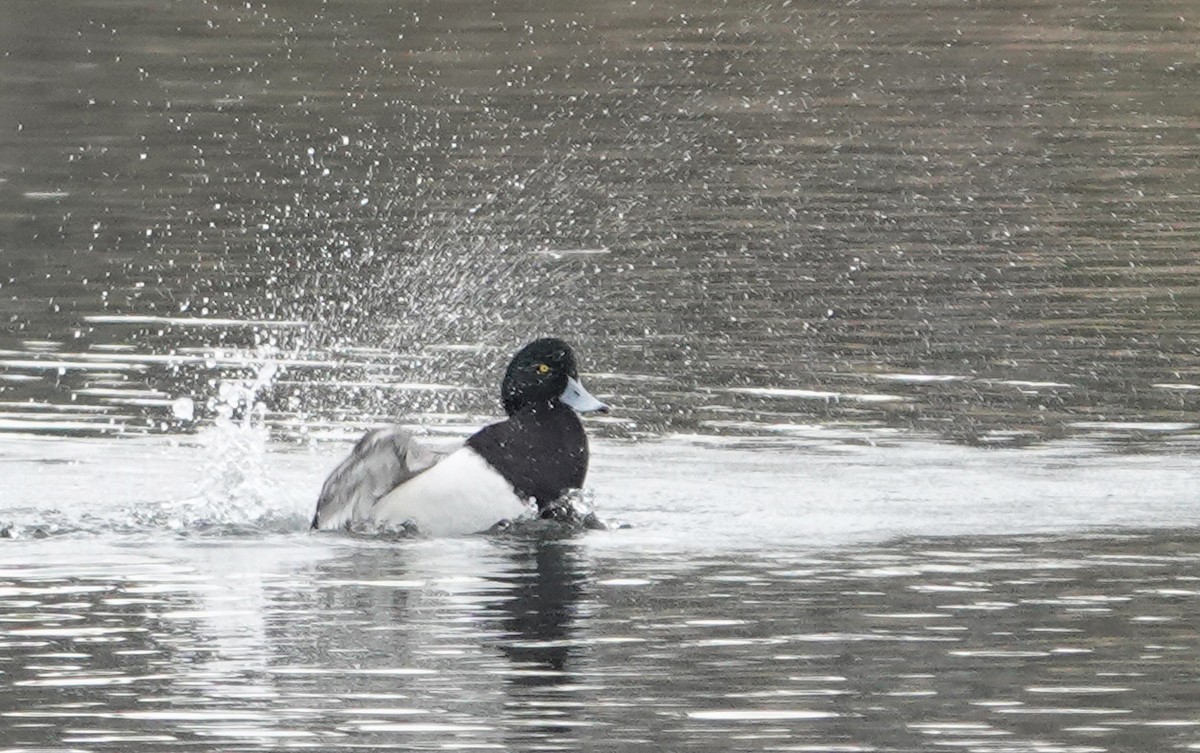 Greater Scaup - ML613743402