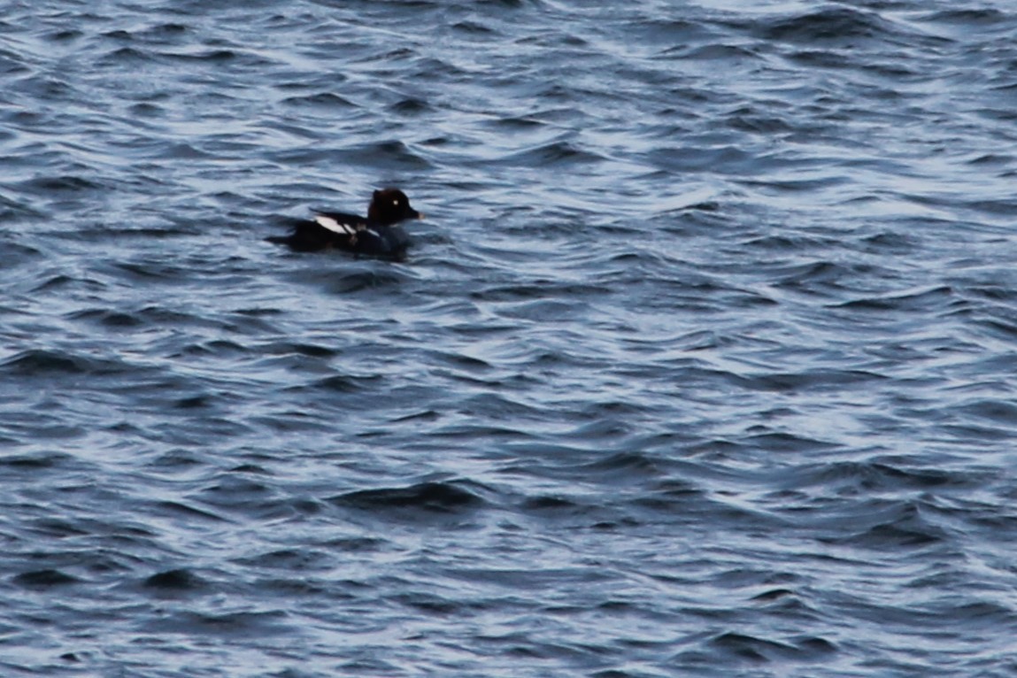 Common Goldeneye - Martha Huestis