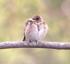 Northern Rough-winged Swallow - Gwen Gallagher