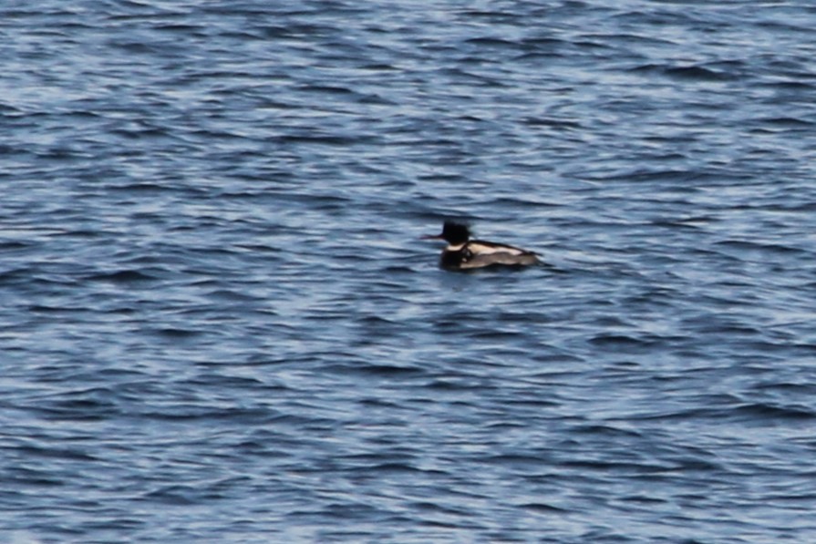 Red-breasted Merganser - Martha Huestis