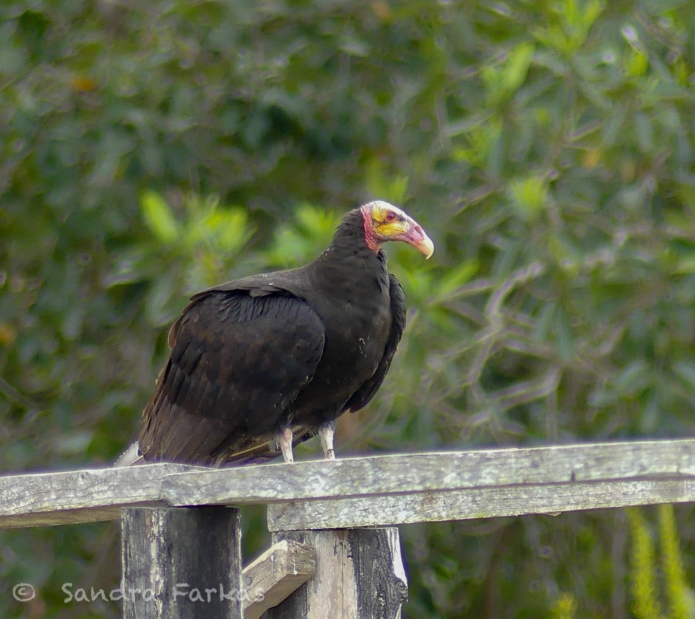 Lesser Yellow-headed Vulture - Sandra Farkas