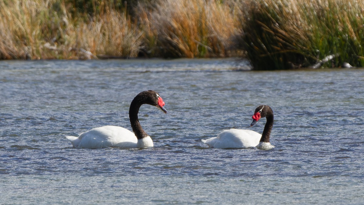 Black-necked Swan - ML613743456
