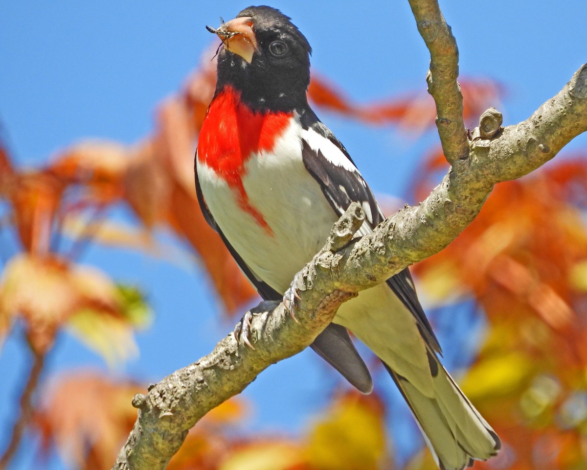 Rose-breasted Grosbeak - Aubrey Merrill