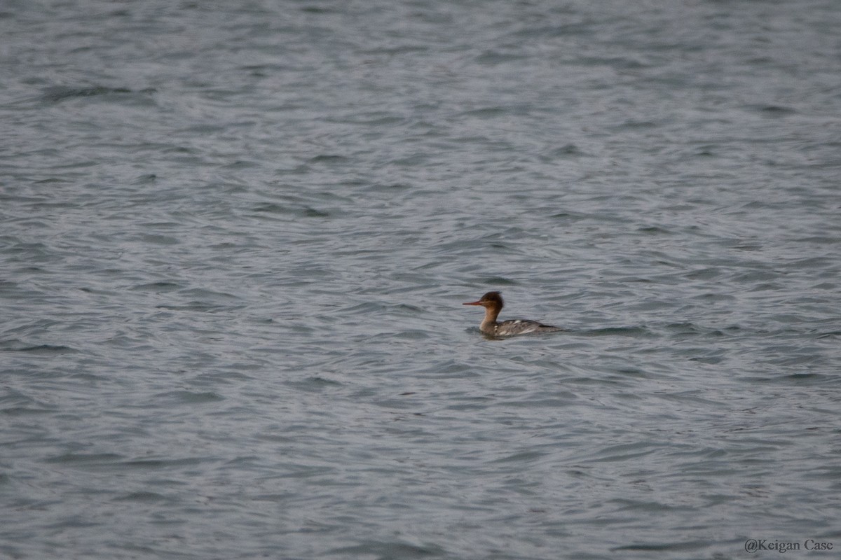 Red-breasted Merganser - ML613743479