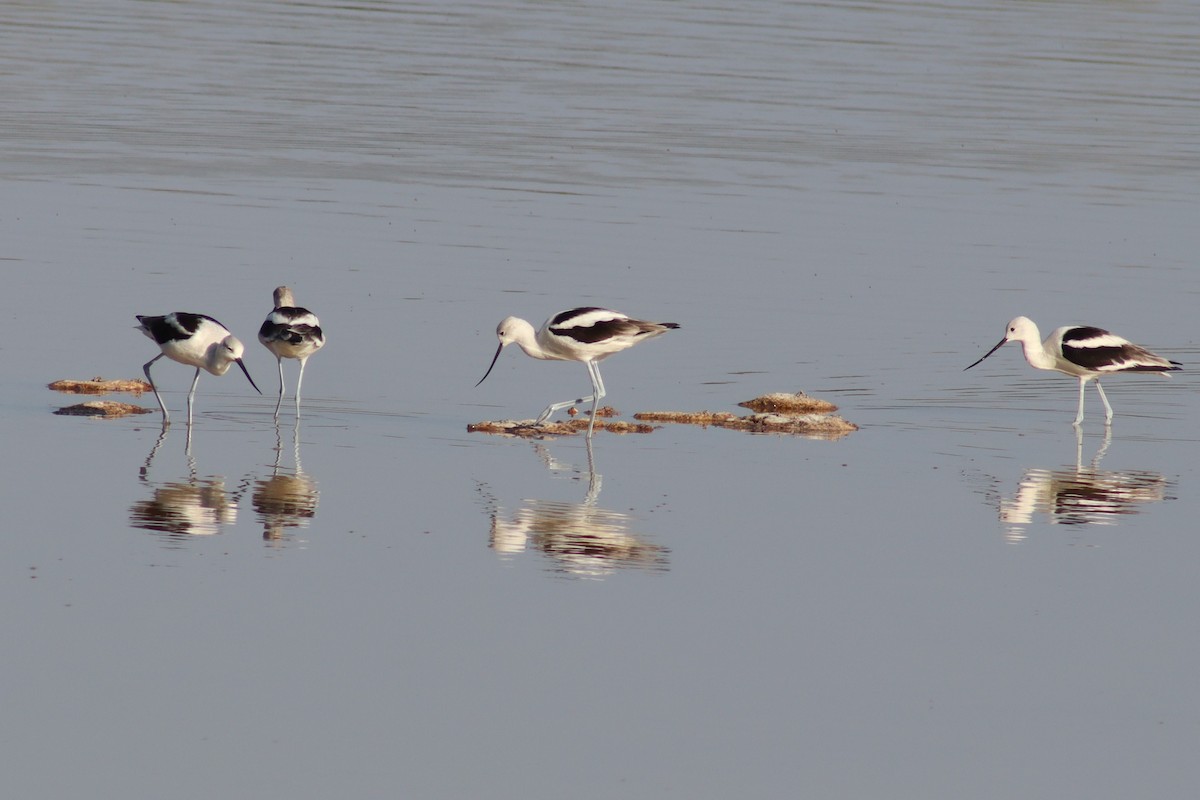 American Avocet - ML613743481