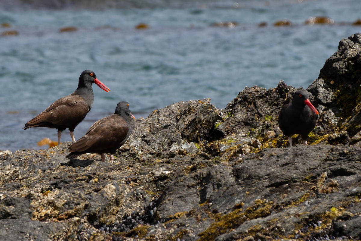 Blackish Oystercatcher - ML613743490