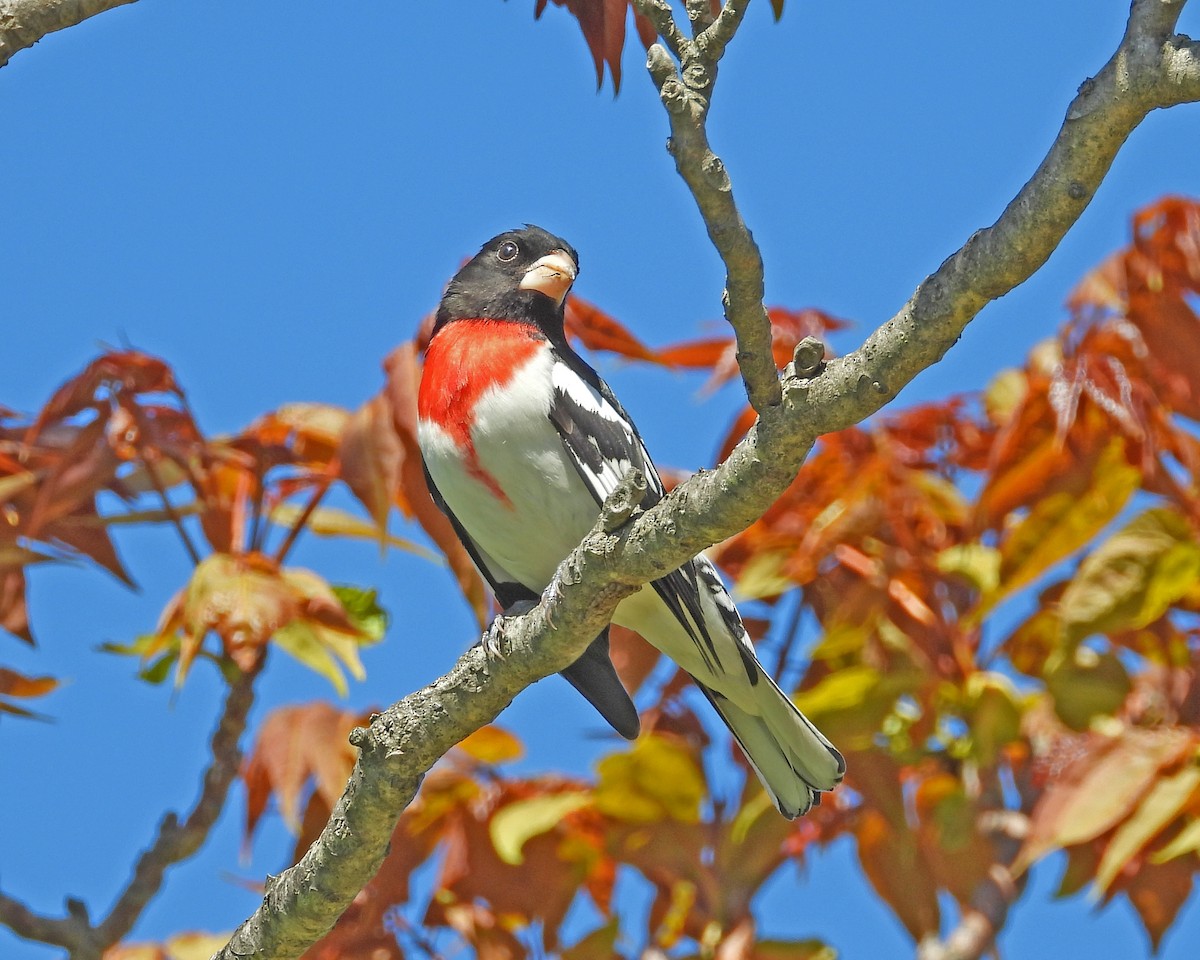 Rose-breasted Grosbeak - Aubrey Merrill