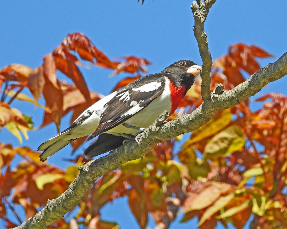 Rose-breasted Grosbeak - ML613743517