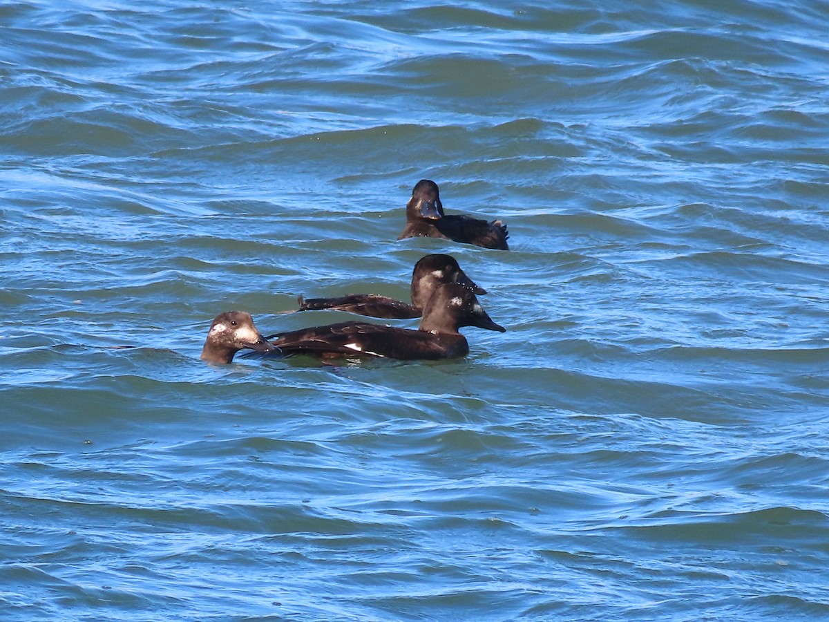 White-winged Scoter - ML613743649