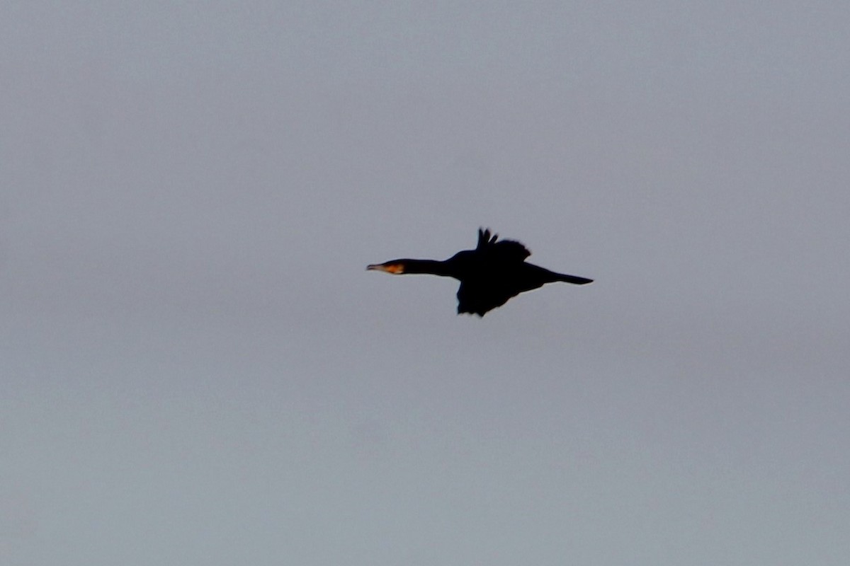 Great Cormorant - ML613743666