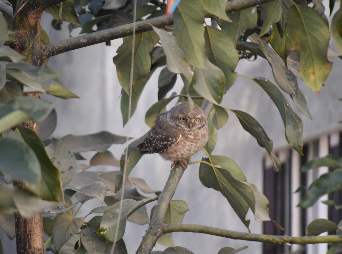 Spotted Owlet - ML613743709