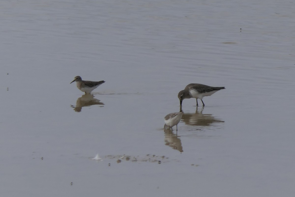 Dunlin - ML613743712