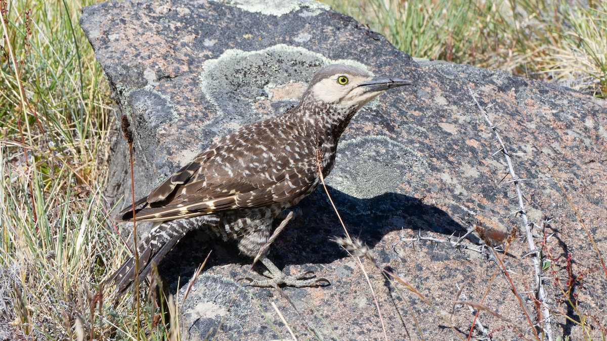 Chilean Flicker - ML613743749