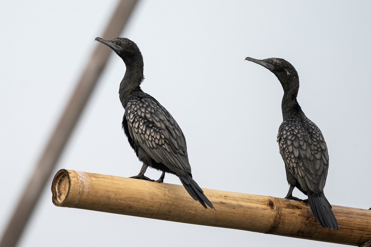 Little Black Cormorant - ML613743772