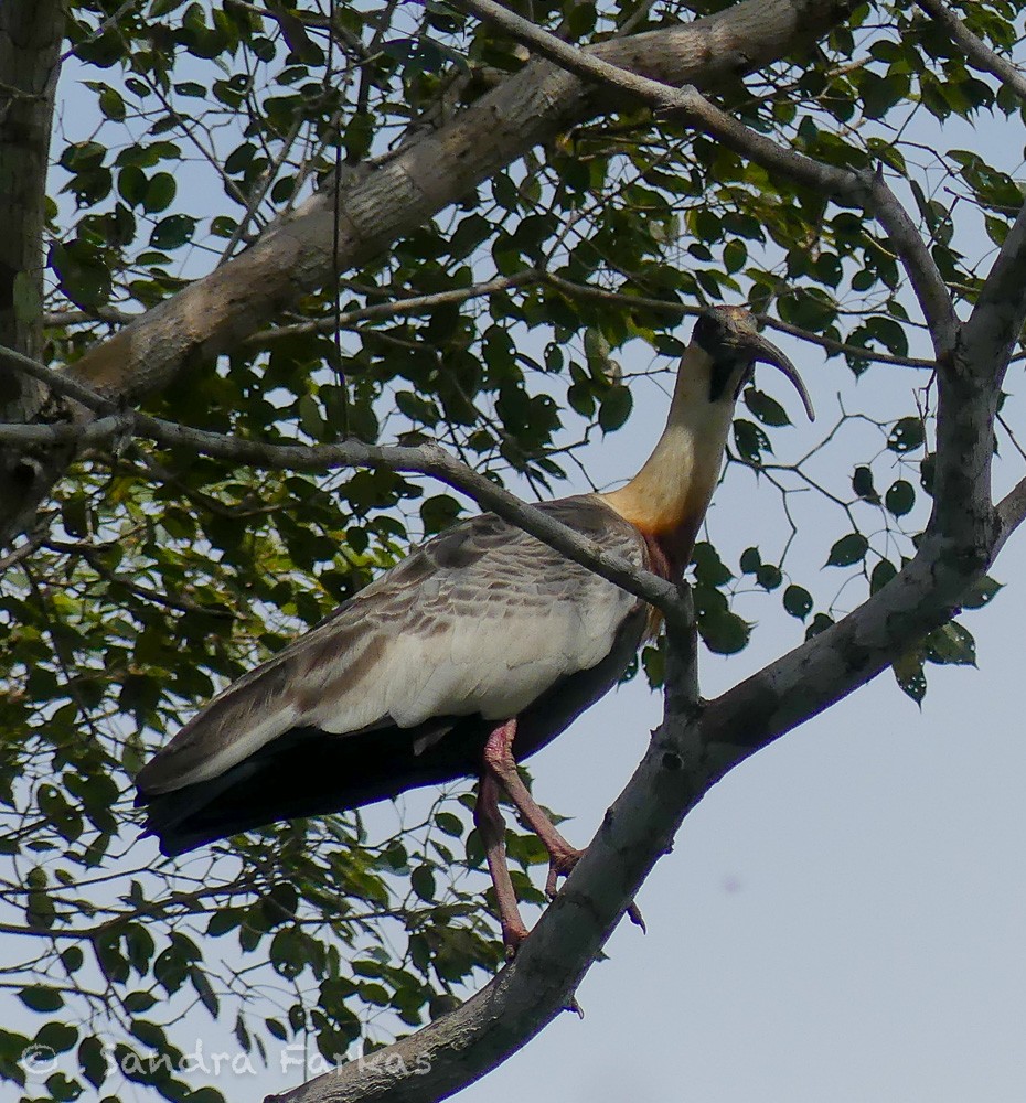 ibis bělokřídlý - ML613743783