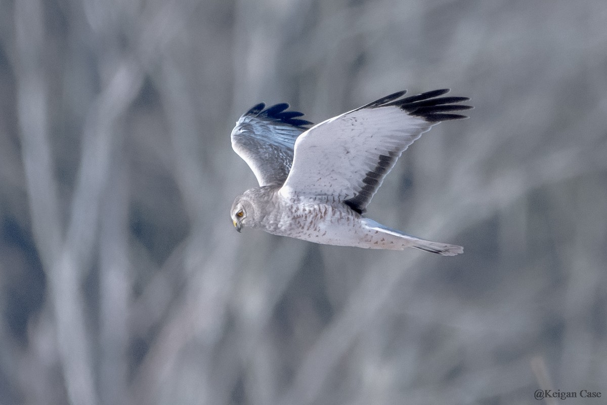 Northern Harrier - ML613743799