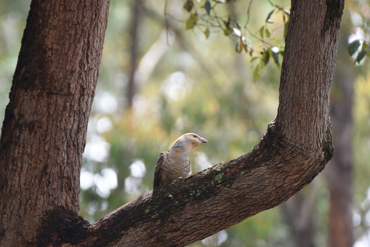Channel-billed Cuckoo - ML613743819