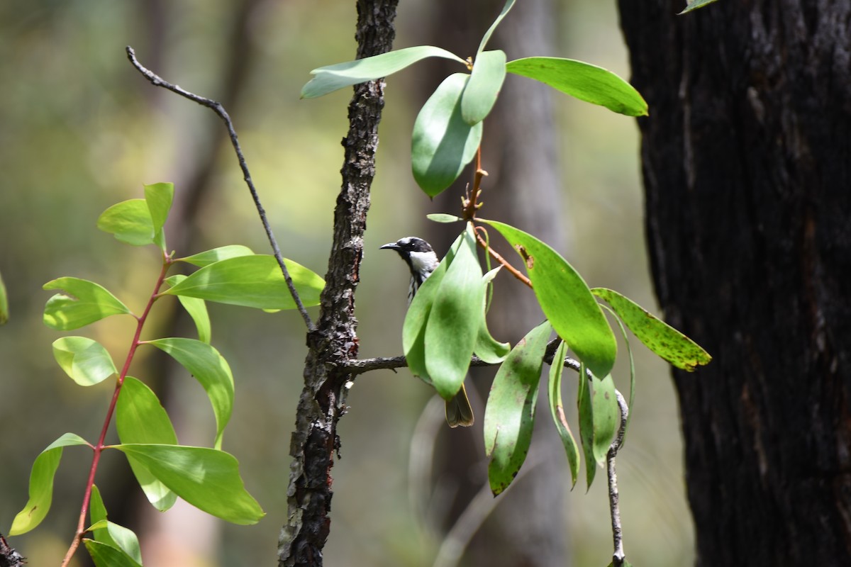 White-cheeked Honeyeater - ML613743825
