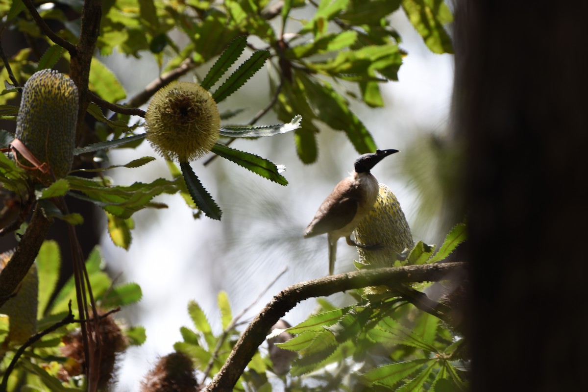 Noisy Friarbird - ML613743830
