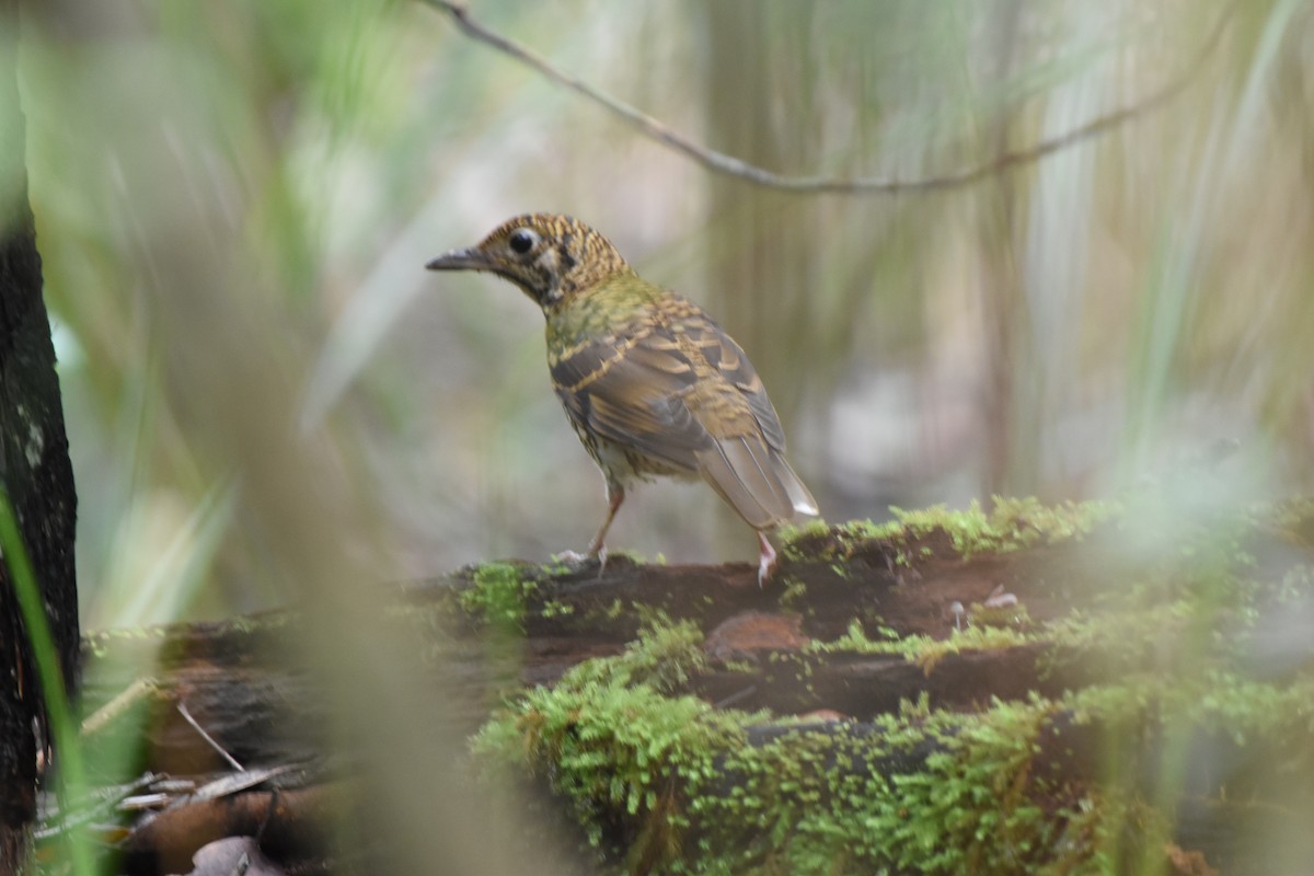 Bassian Thrush - ML613743837