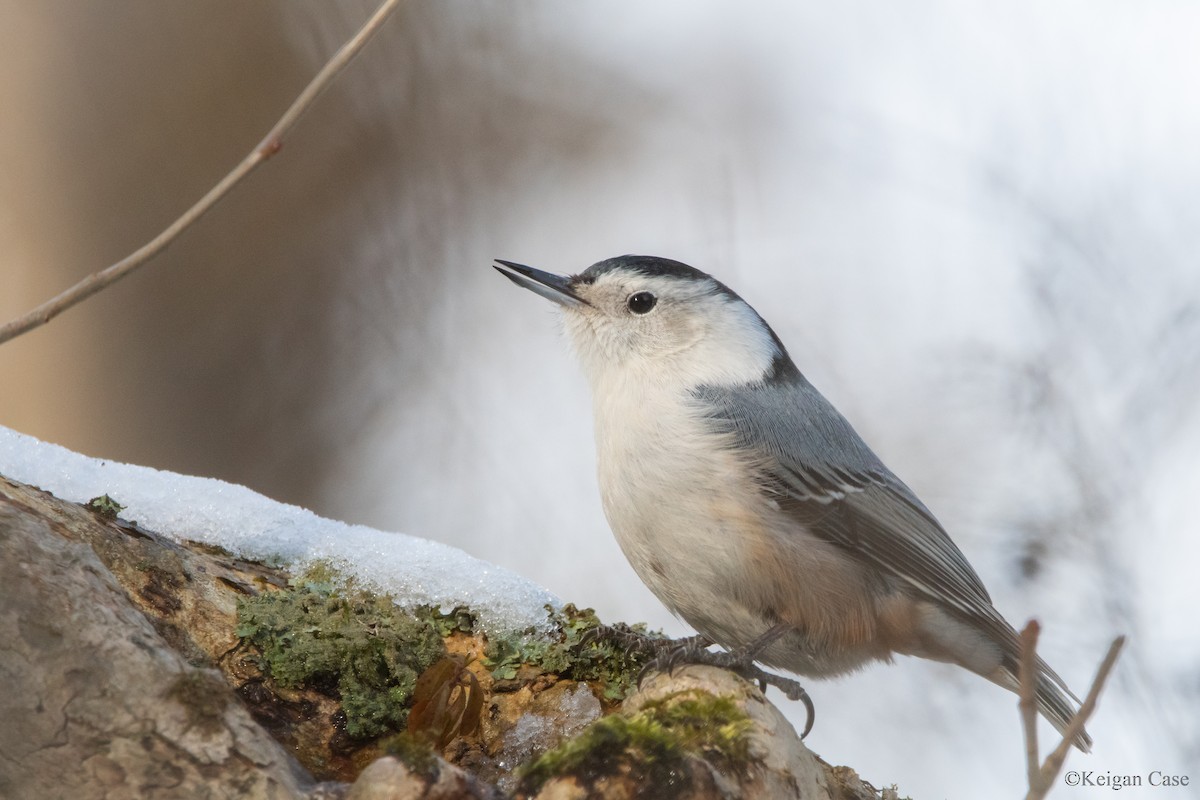 White-breasted Nuthatch - ML613743878