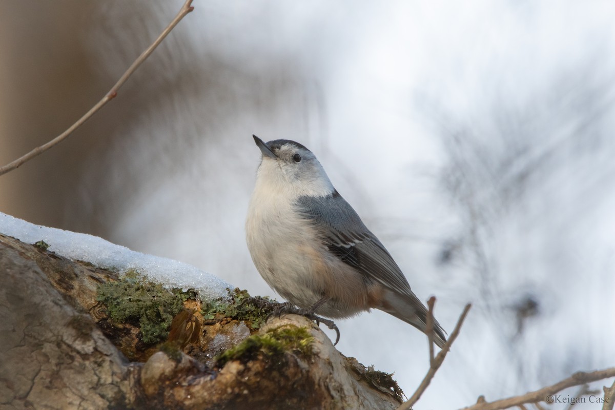 White-breasted Nuthatch - Keigan Case