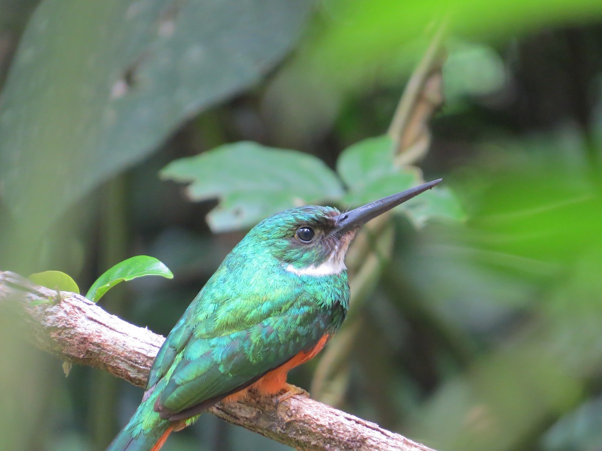 Rufous-tailed Jacamar - ML613743880