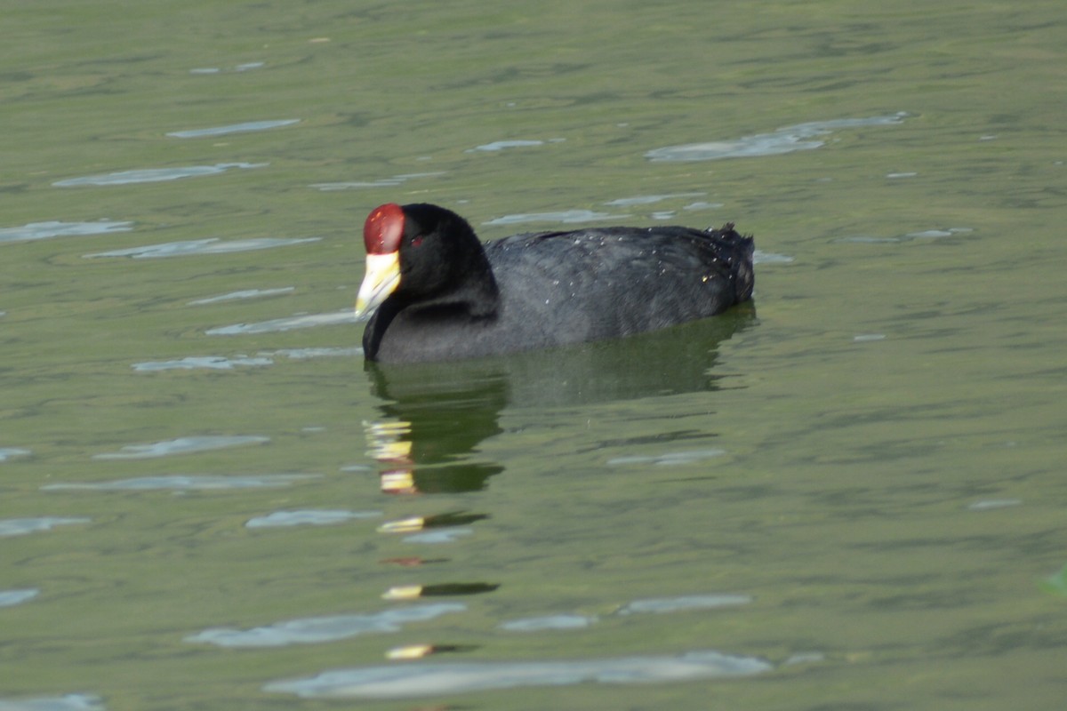 Slate-colored Coot - ML613743888