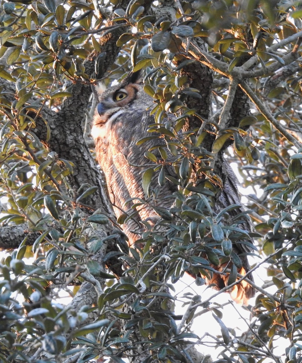 Great Horned Owl - ML613743902